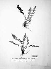 Asplenium ceterach image